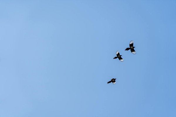 Quels sont les risques liés à la consommation de caféine durant la grossesse et comment les minimiser ?