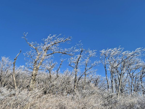 Protégez-vous contre la toxoplasmose : risques et remèdes efficaces